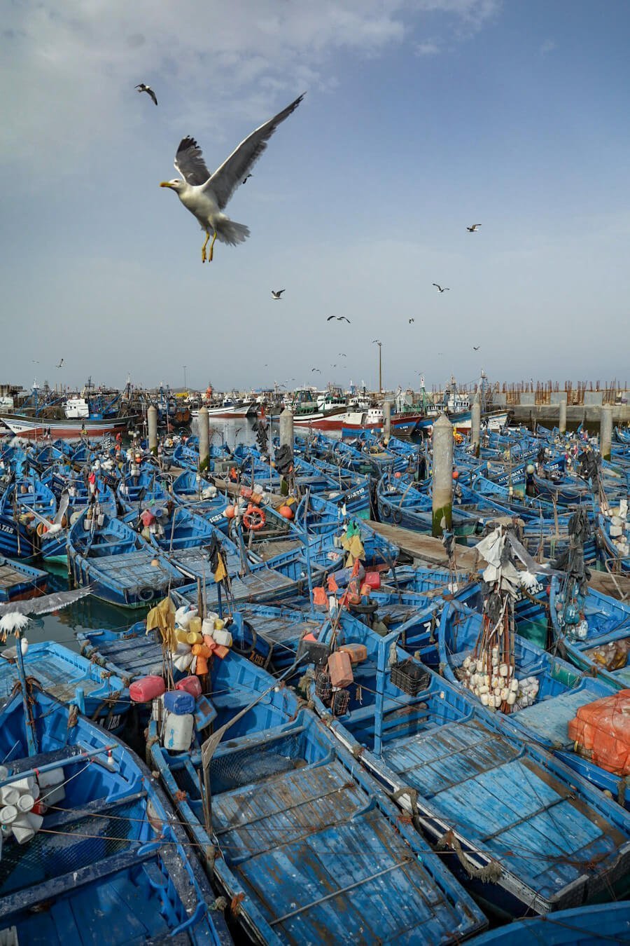 A seagull is captured mid flight as it flies over the fishing boats in the port of Essaouira
