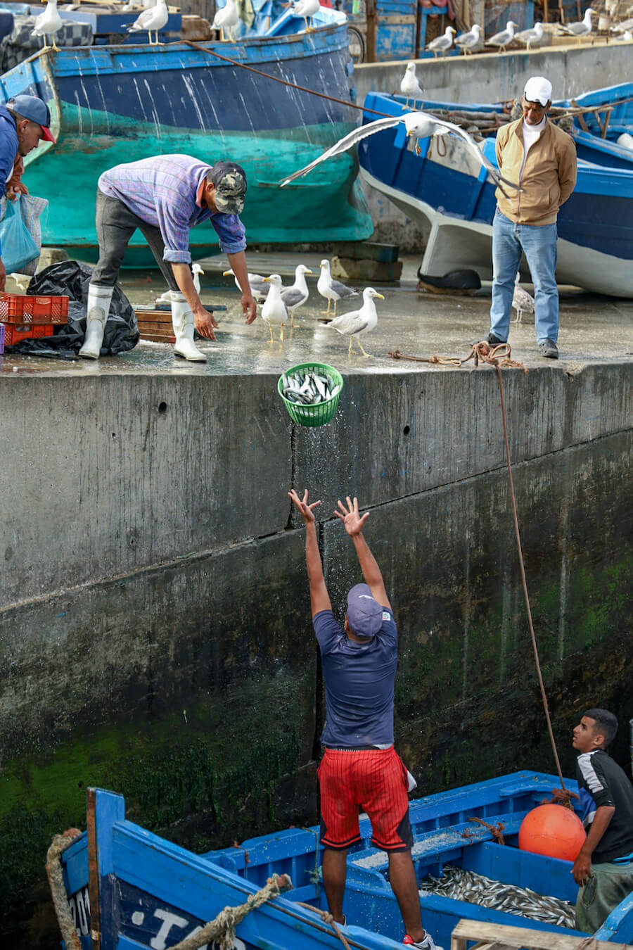 Moroccan fisherman throw their catch up to the port.