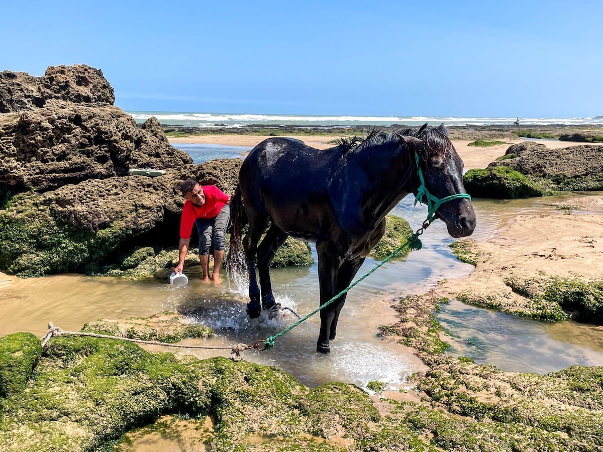 A horse is washed in a rock pool on the beach in the northern beaches of Essaouira in Morocco.