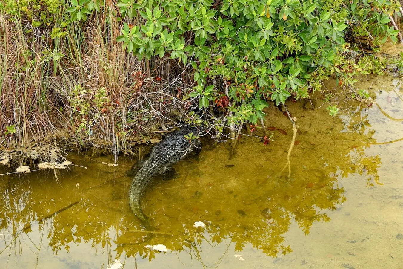 A crocodile hiding in the mangroves at Eco Parque in Bacalar