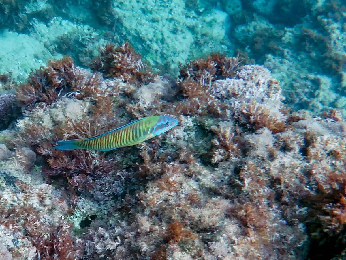 A fish swimming in the San Antonio Marine Reserve in Javea, Spain - seen while snorkelling in the reserve.