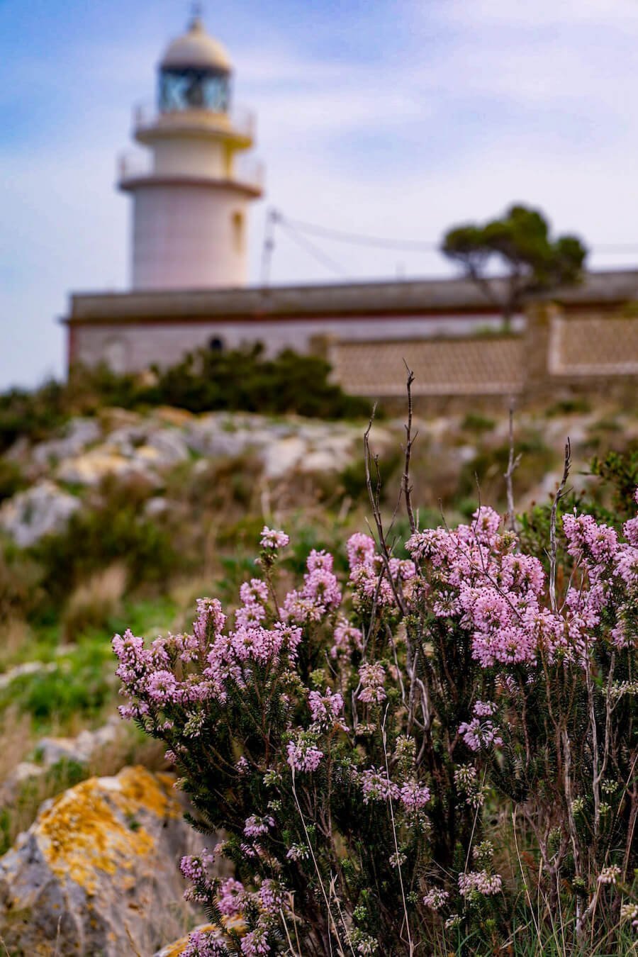 The wild flowers growing in the Montgo Natural Park and San Antonio Reserve.  Behind is the lighthouse and Mirador.