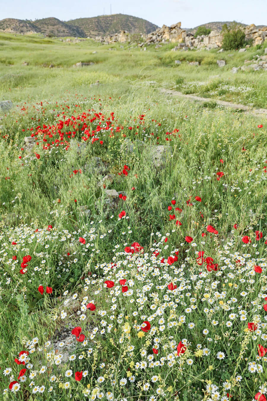 Wild flowers bloom during spring at Hierapolis Archaeological Sites