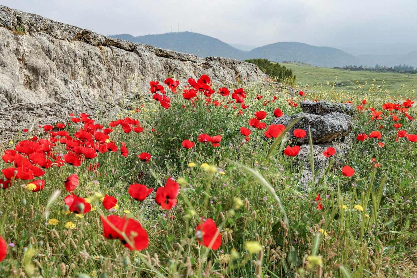 Spring flowers in Pamukkale