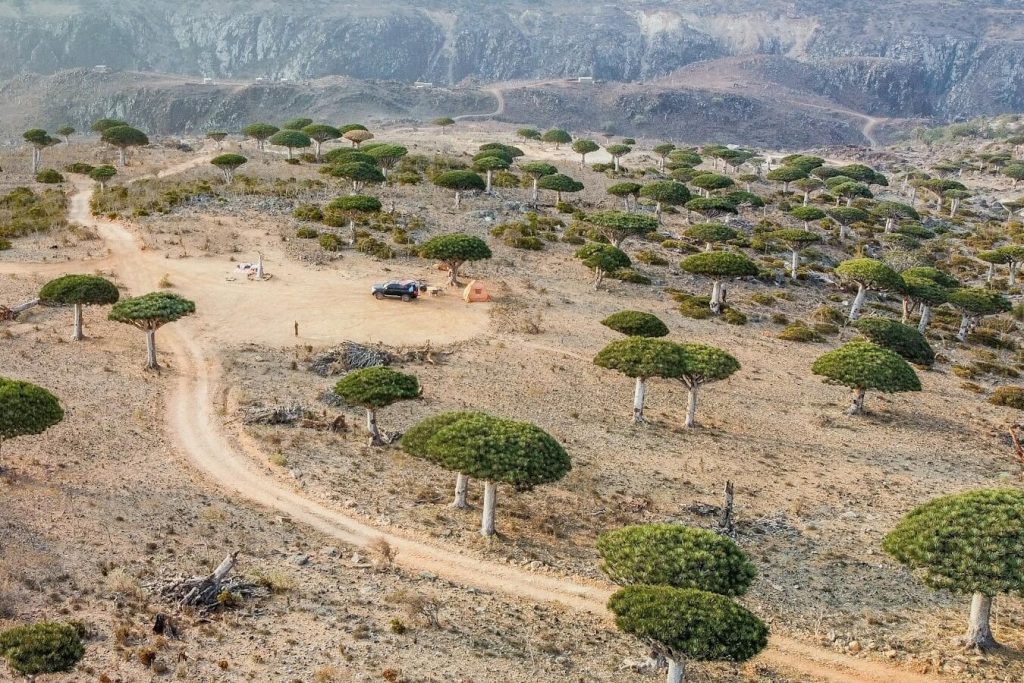 A camping spot among the dragon blood trees on Socotra -  one of the best travel spots on the island.