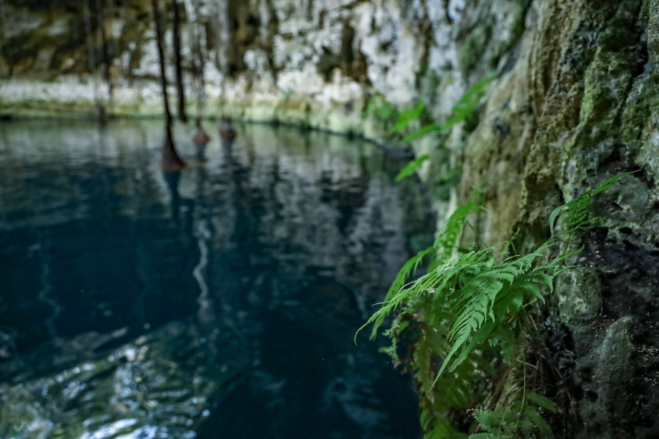 Ferns grow on the side of Cenote Secreto Maya - one of the best cenotes in Valladolid.