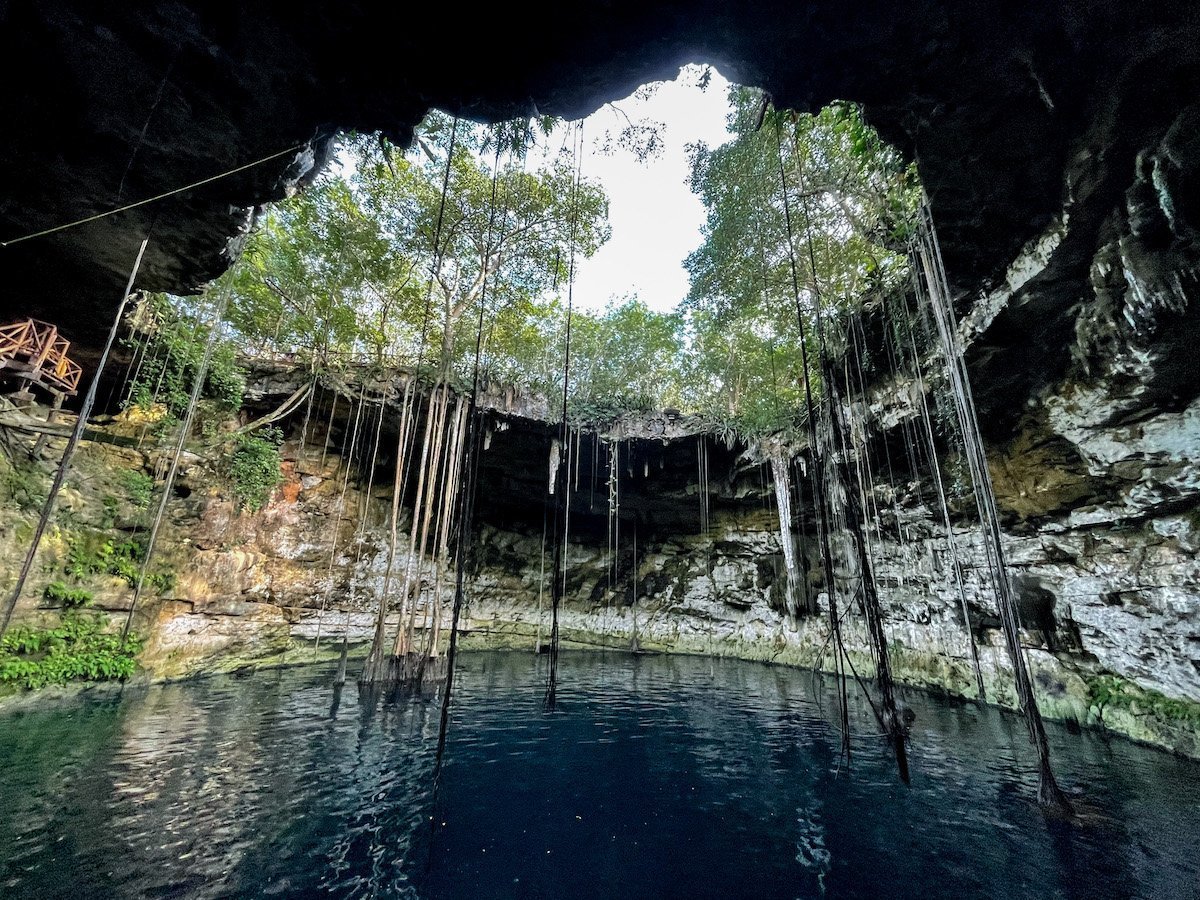 The open ceiling or vault of Cenote Secreto Maya, with the tree roots suspended down in the water