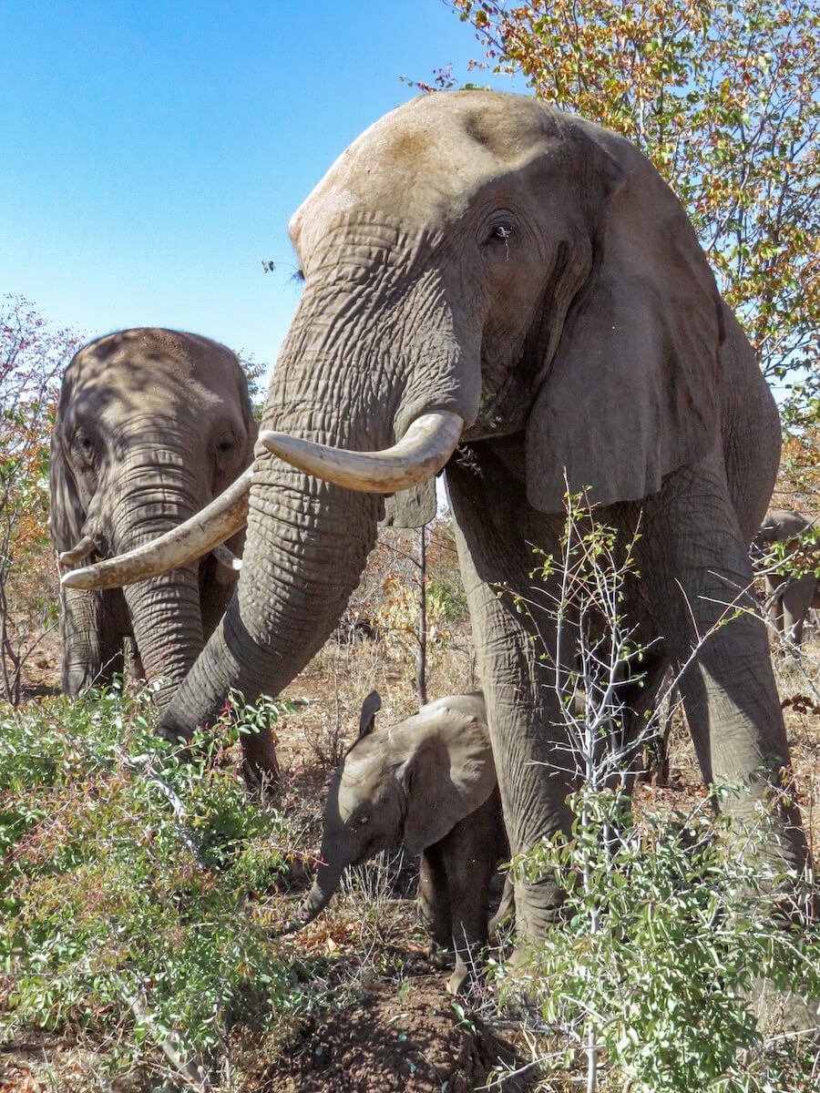 An elephant family with a young babe in Zimbabwe.