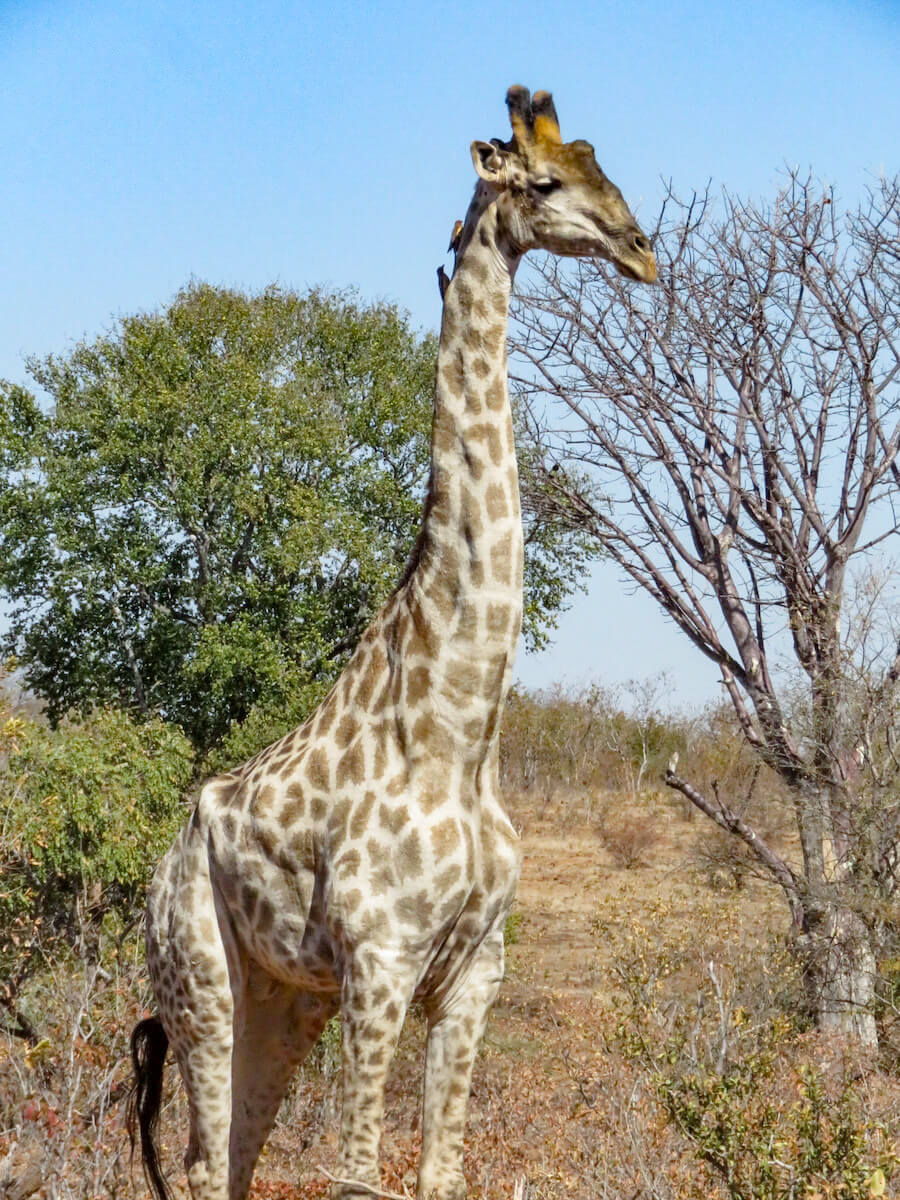 A giraffe in Zimbabwe