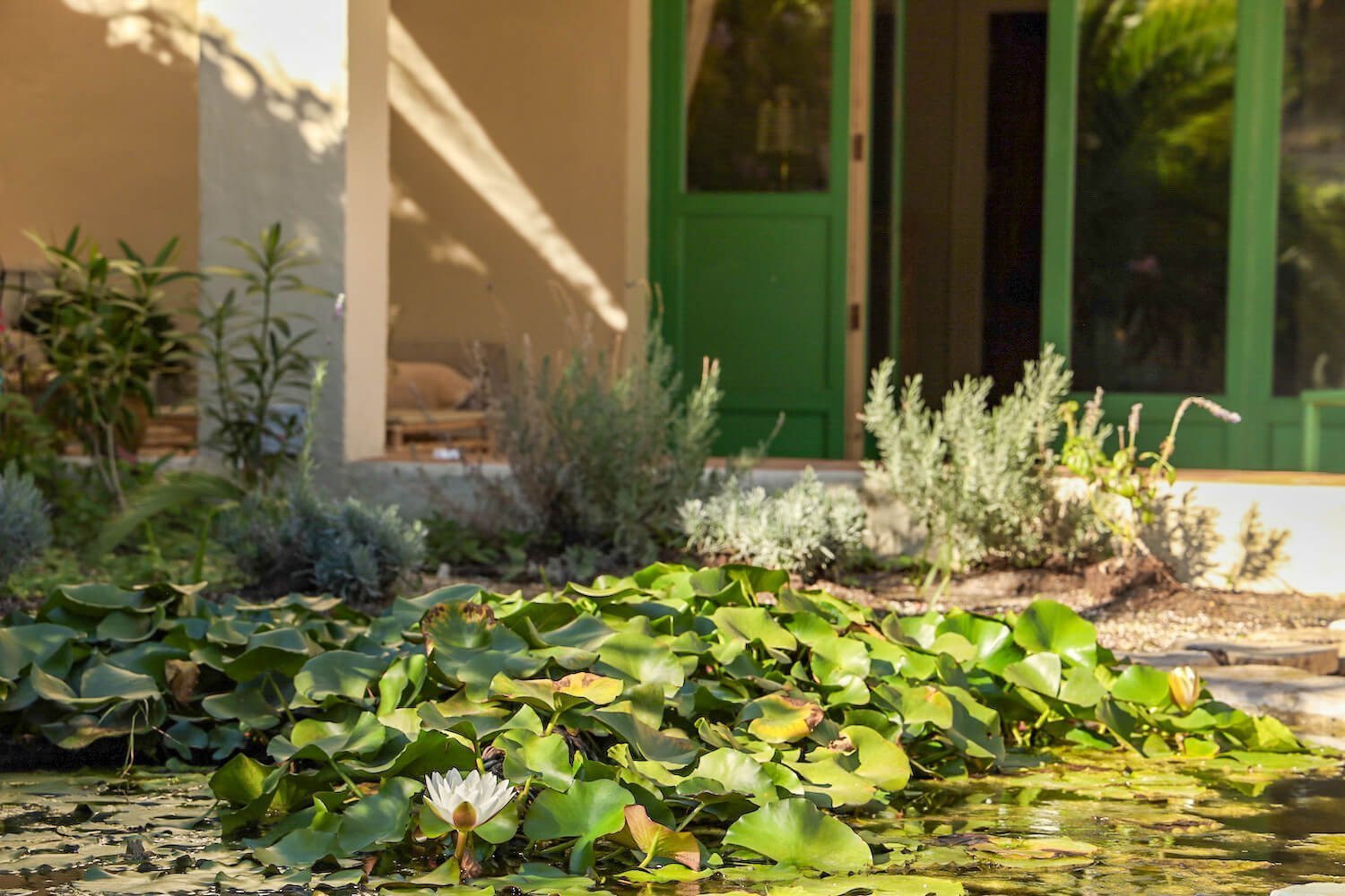 Lilypads in the pond at the entrance of Villa Riu Blanc