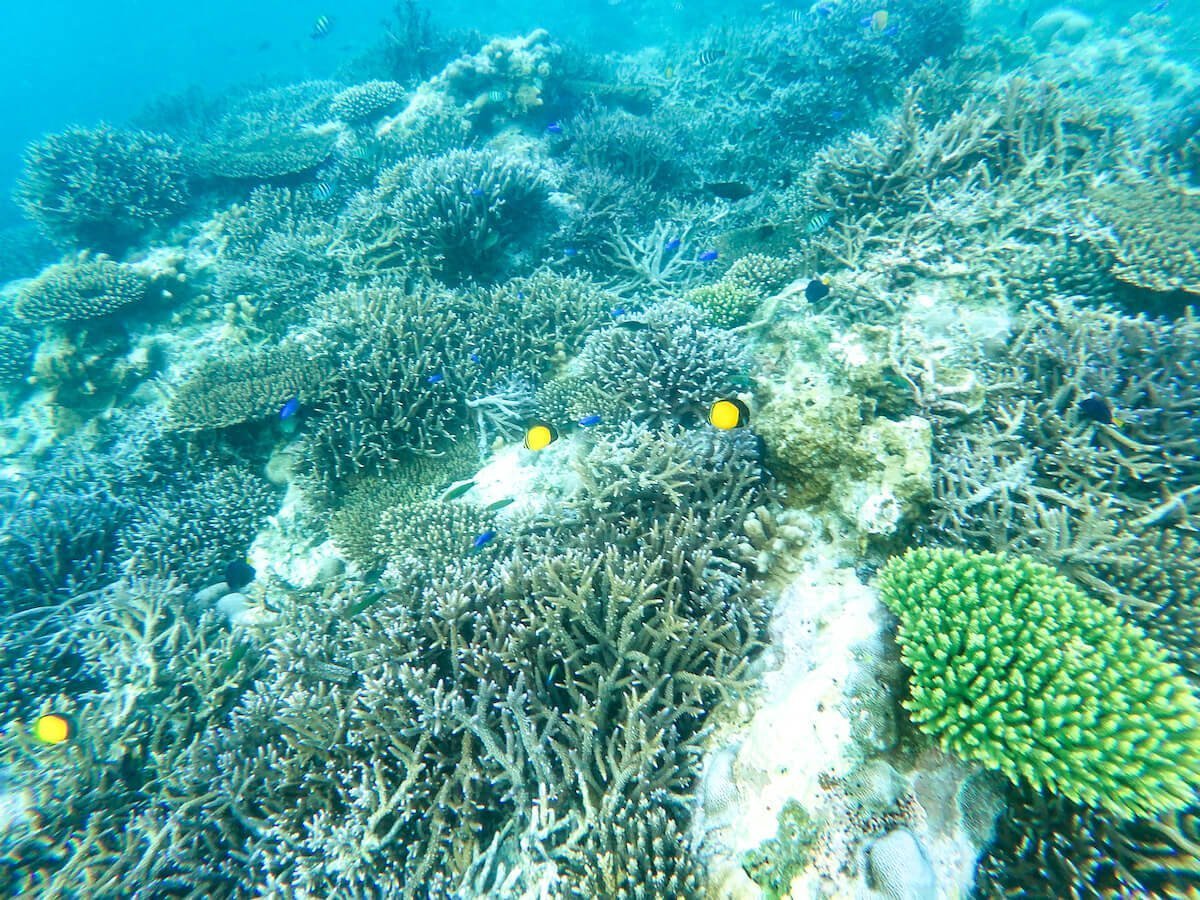 Snorkelling in Dihamri on Socotra Island with pristine coral and small reef fish.