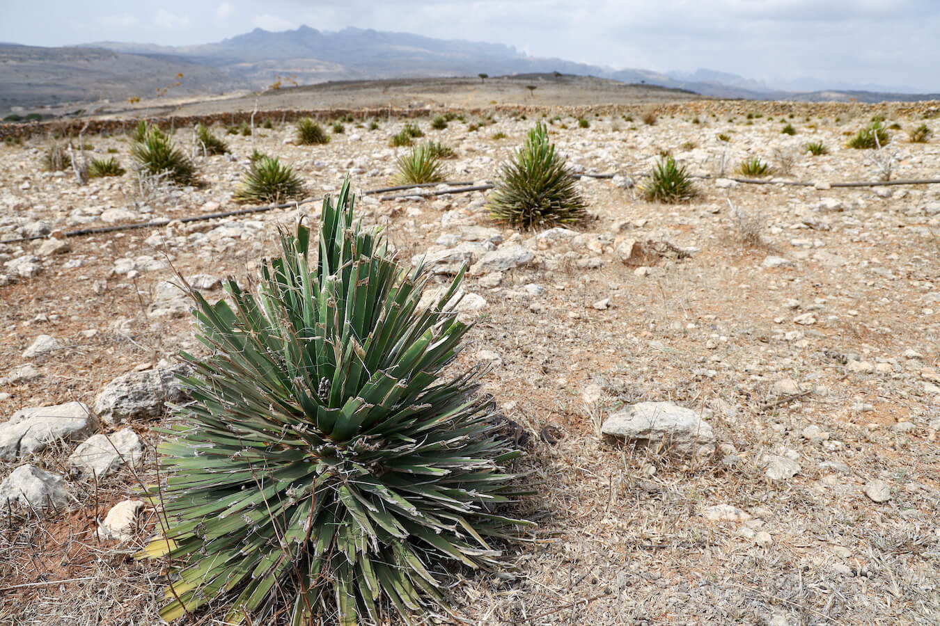 Dragon Blood tree nursery in Diksam