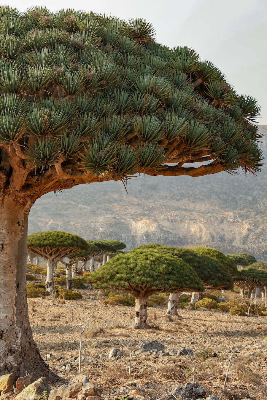 The main reason many people visit Socotra Island is to see the Dragon Blood tree, this photo is taken in Firhman forest where many dragon blood trees can be seen
