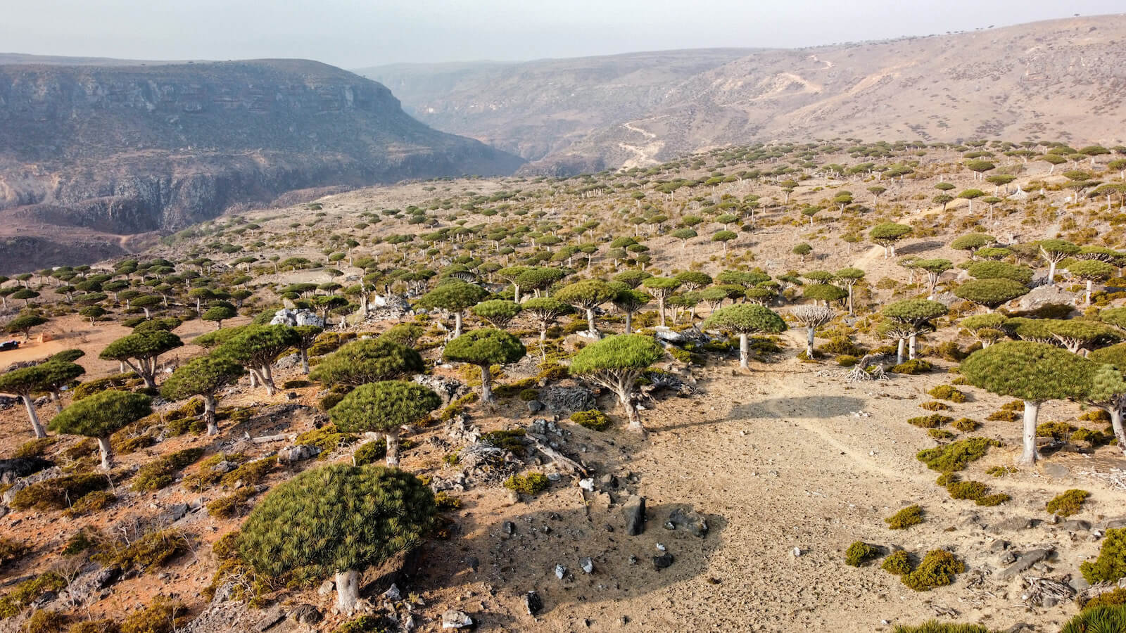 Firhman forest early in the morning and the many dragon blood trees