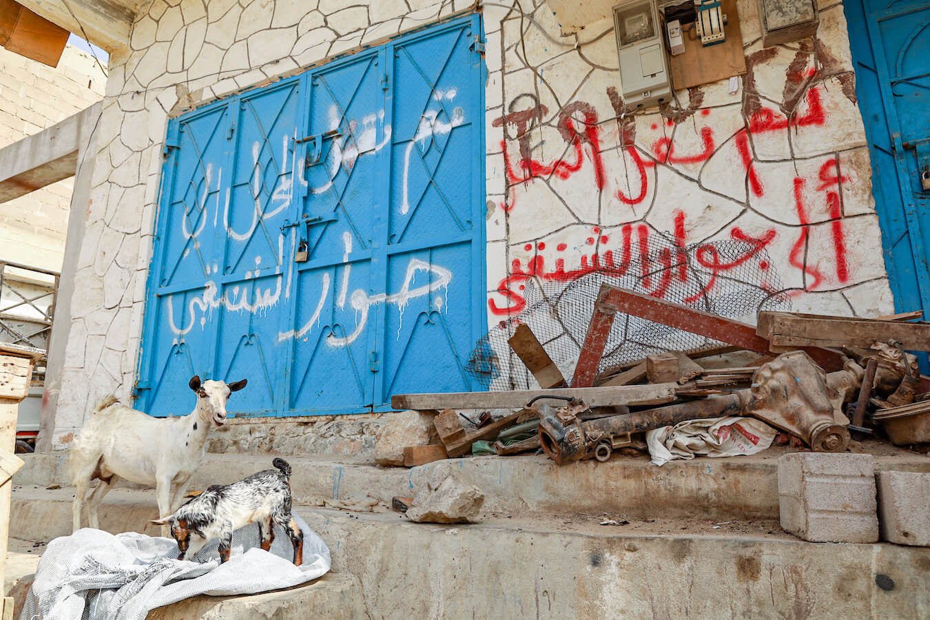 Hadiboh is full of goats