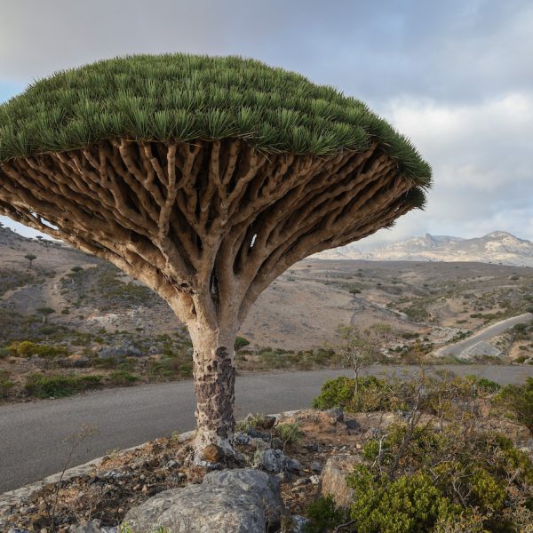 Visit Socotra – You Won’t Regret It!