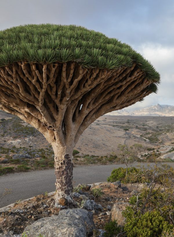 Visit Socotra – You Won’t Regret It!
