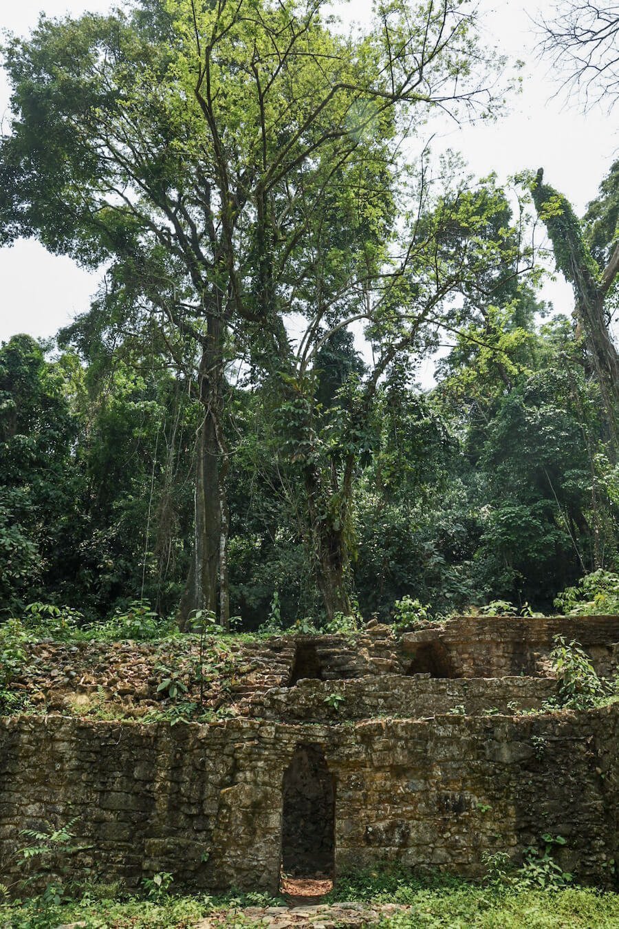 Old stone walls and door ways with large tress growing around the section of Complexes I & II in Palenque ruins.
