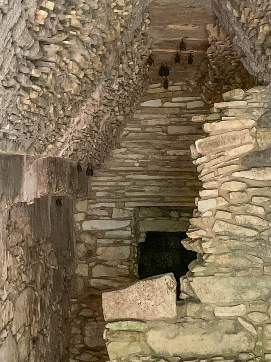 Bats hanging from the ceiling inside the Complex of Bats a Palenque ruins.