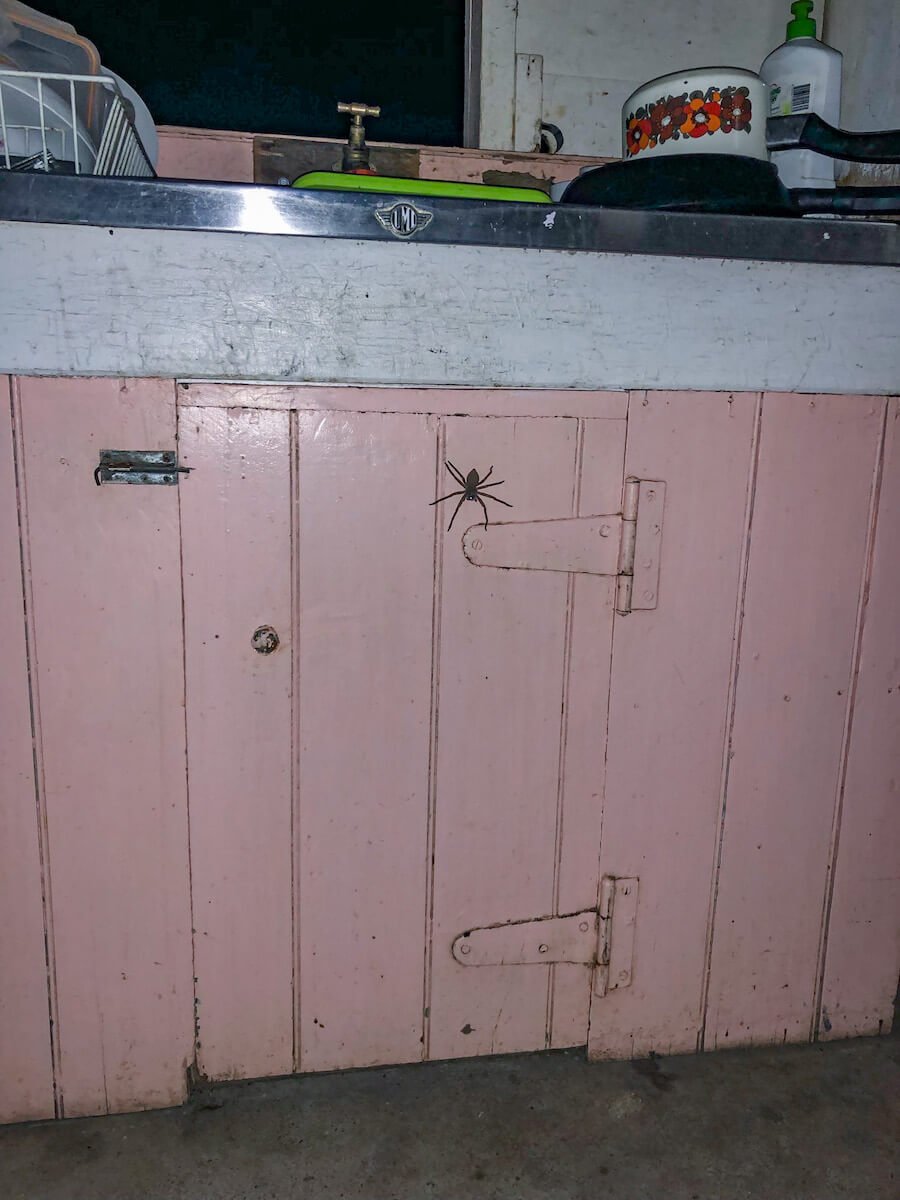 A very large spider in a bush hut kitchen in outback Australia.