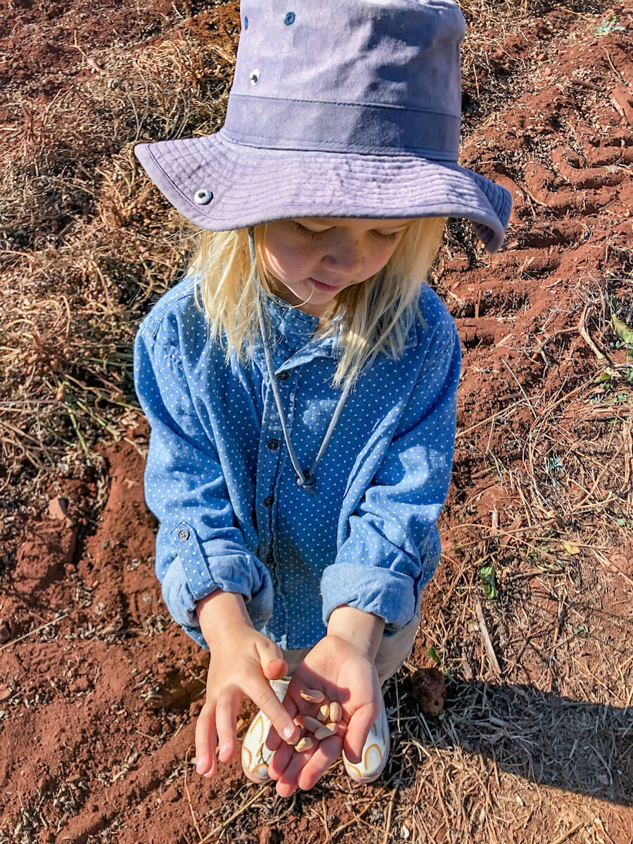 A young child counts peanuts on a farm on a HelpX volunteer experience in Australia.