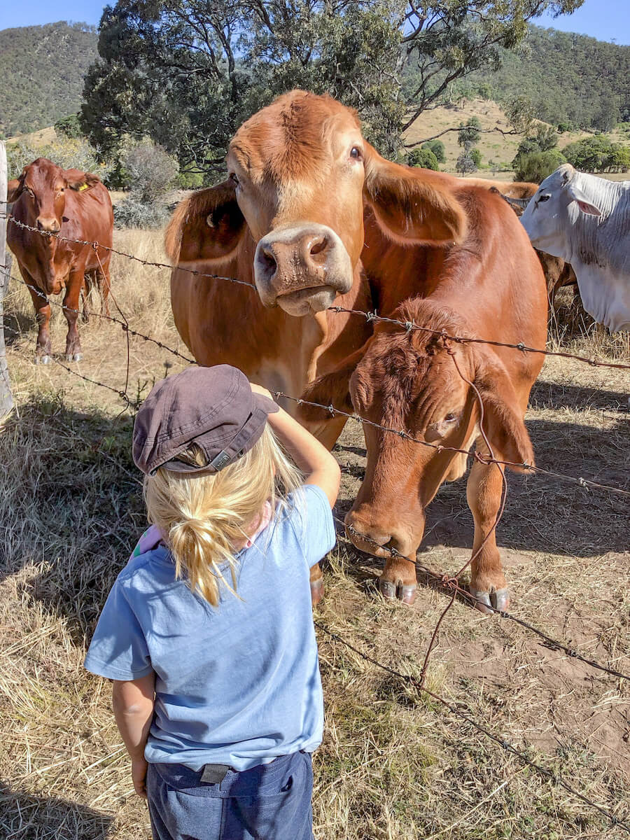 A child talks to cows in outback Australia while on a HelpX volunteer exchange.