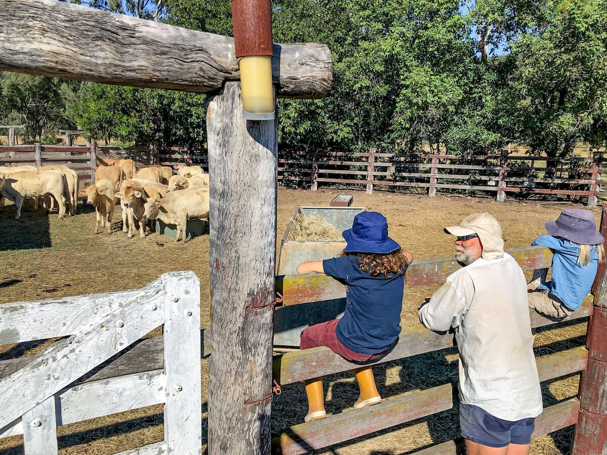 Kids watch cows with the HelpX host in outback Australia.