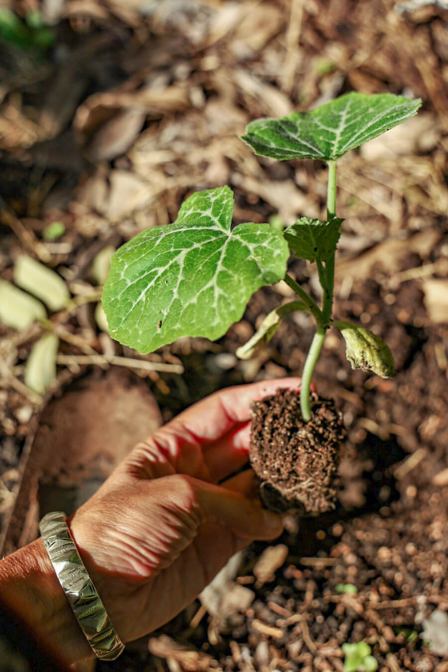 A hand holding a pumpkin seedling, grown while on a work exchange.