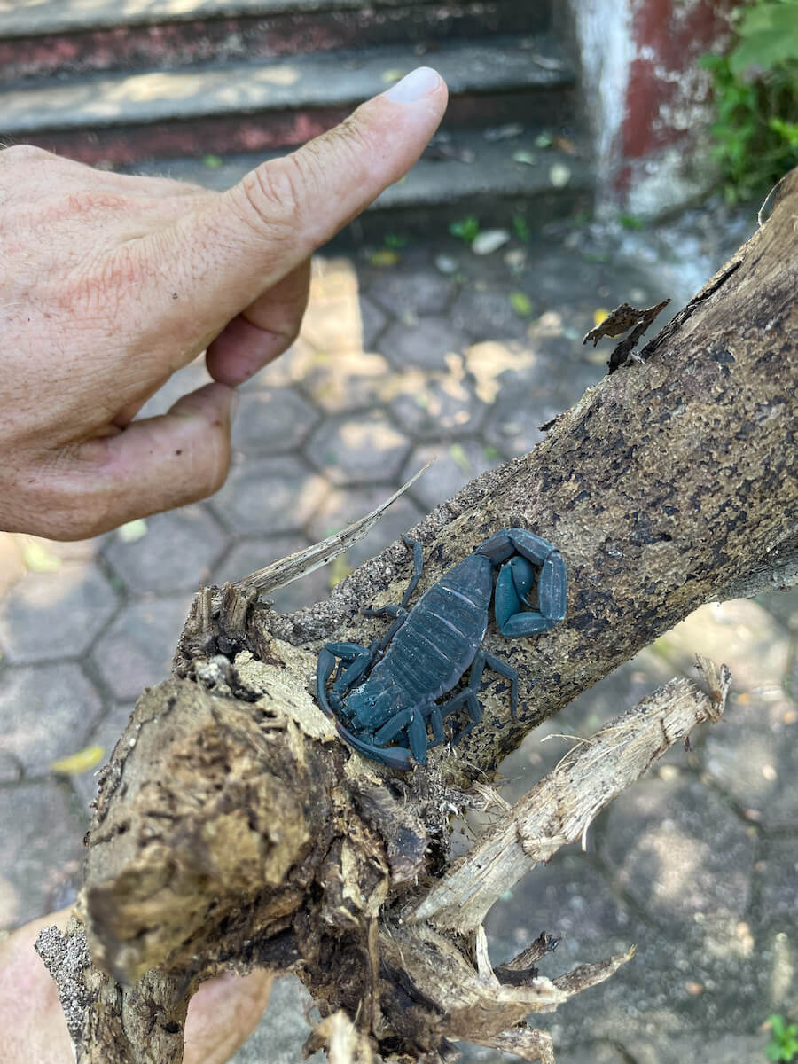 A scorpion tries to hide on a piece of firewood.