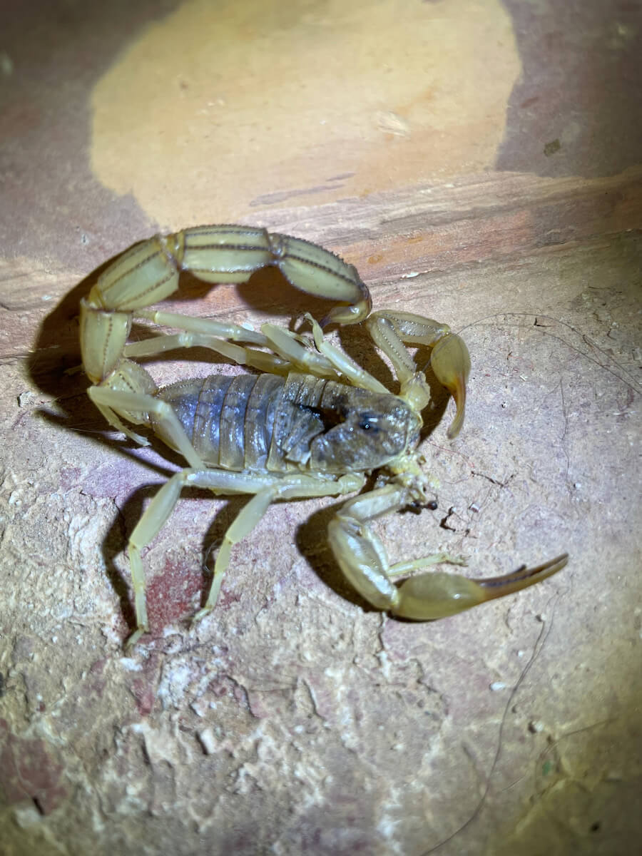 A scorpion  