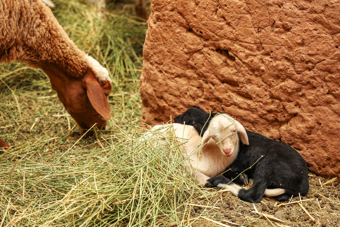A mother sheep and her two new born lambs.