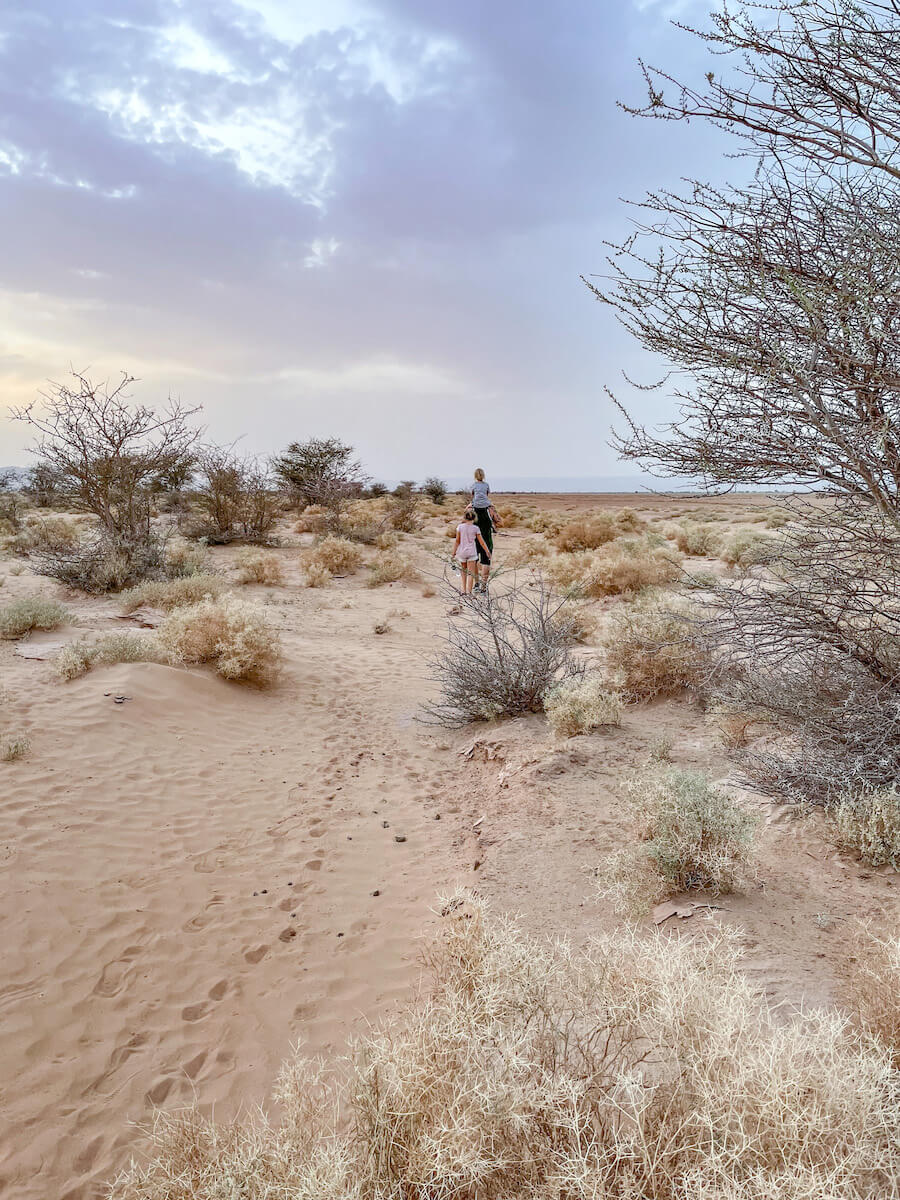Father and two daughters walking out to the date plantation while on a family work exchange in Morocco.
