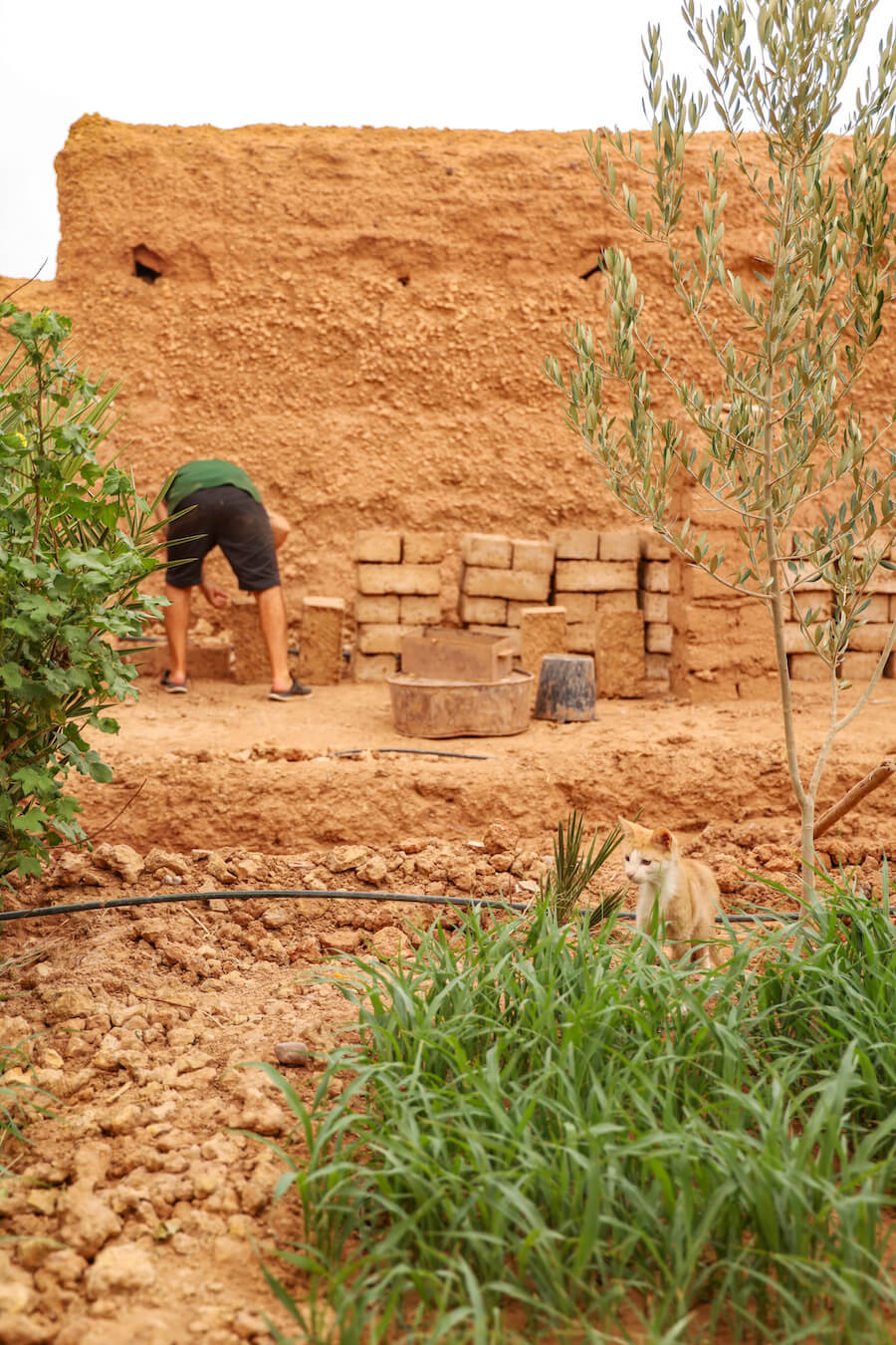 A cat playing in the garden, while a man in the back ground is stacking mud bricks.