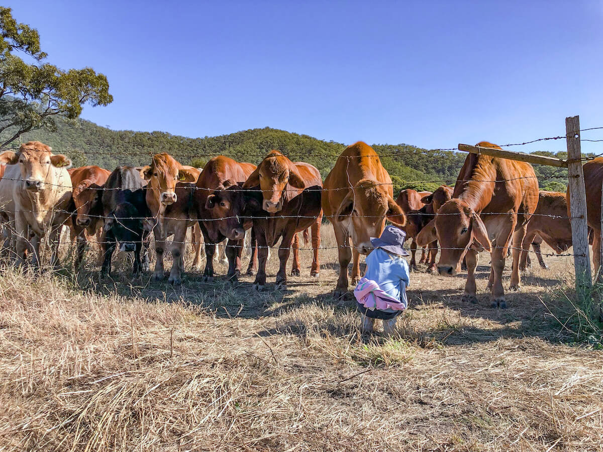 A child talks to the cows in outback Australia on a volunteer experience