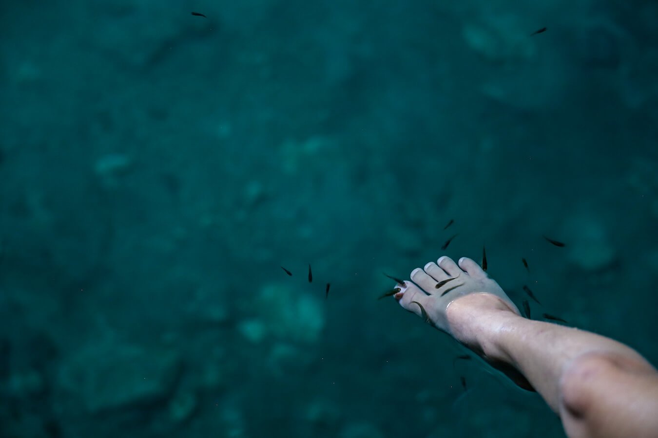 The small fish swimming in the Xcanahaltun cenote.
