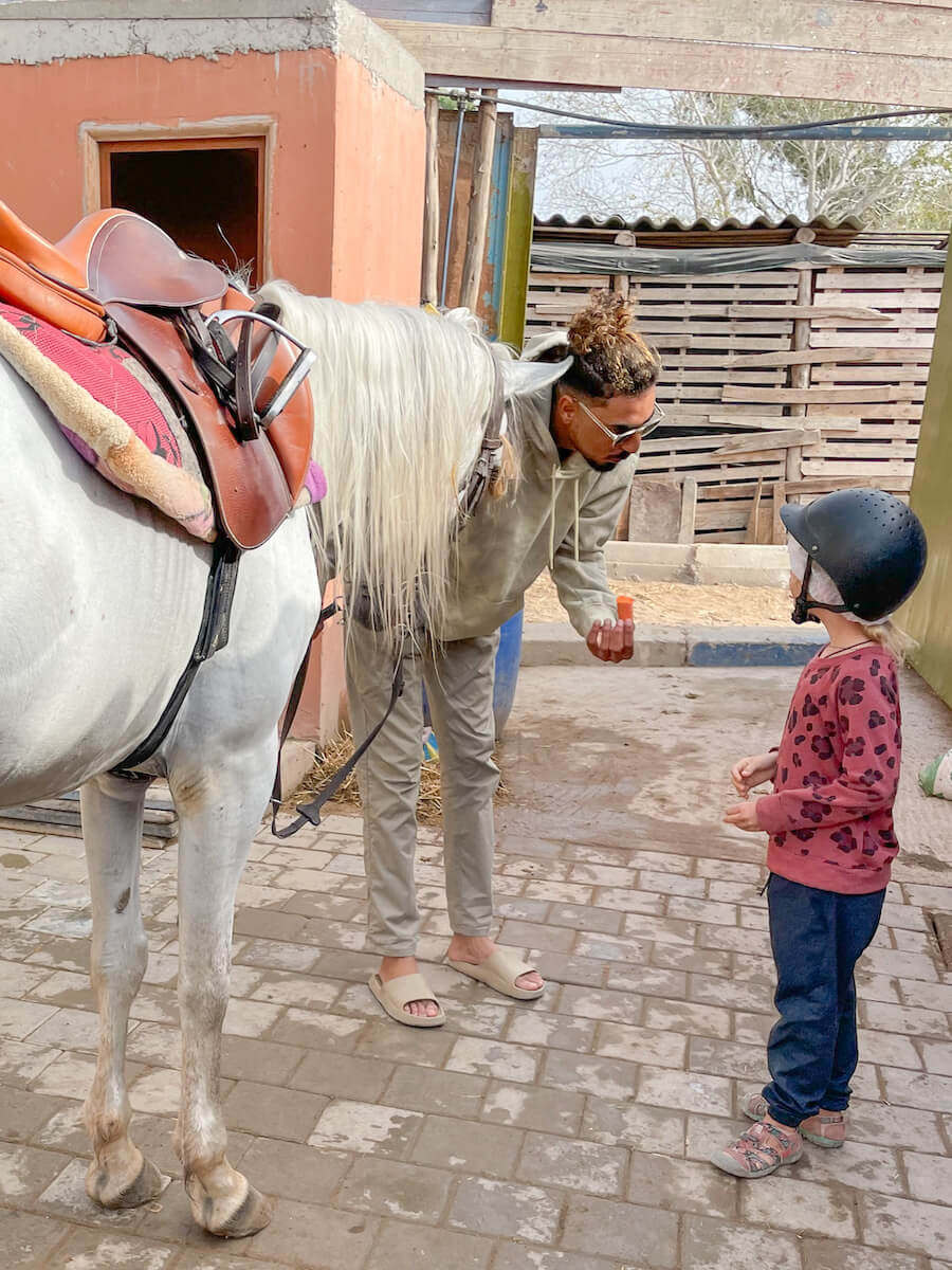 A young girl is given a carrot by Yassine Cavalier to feed to a horse at stables in Essaouira