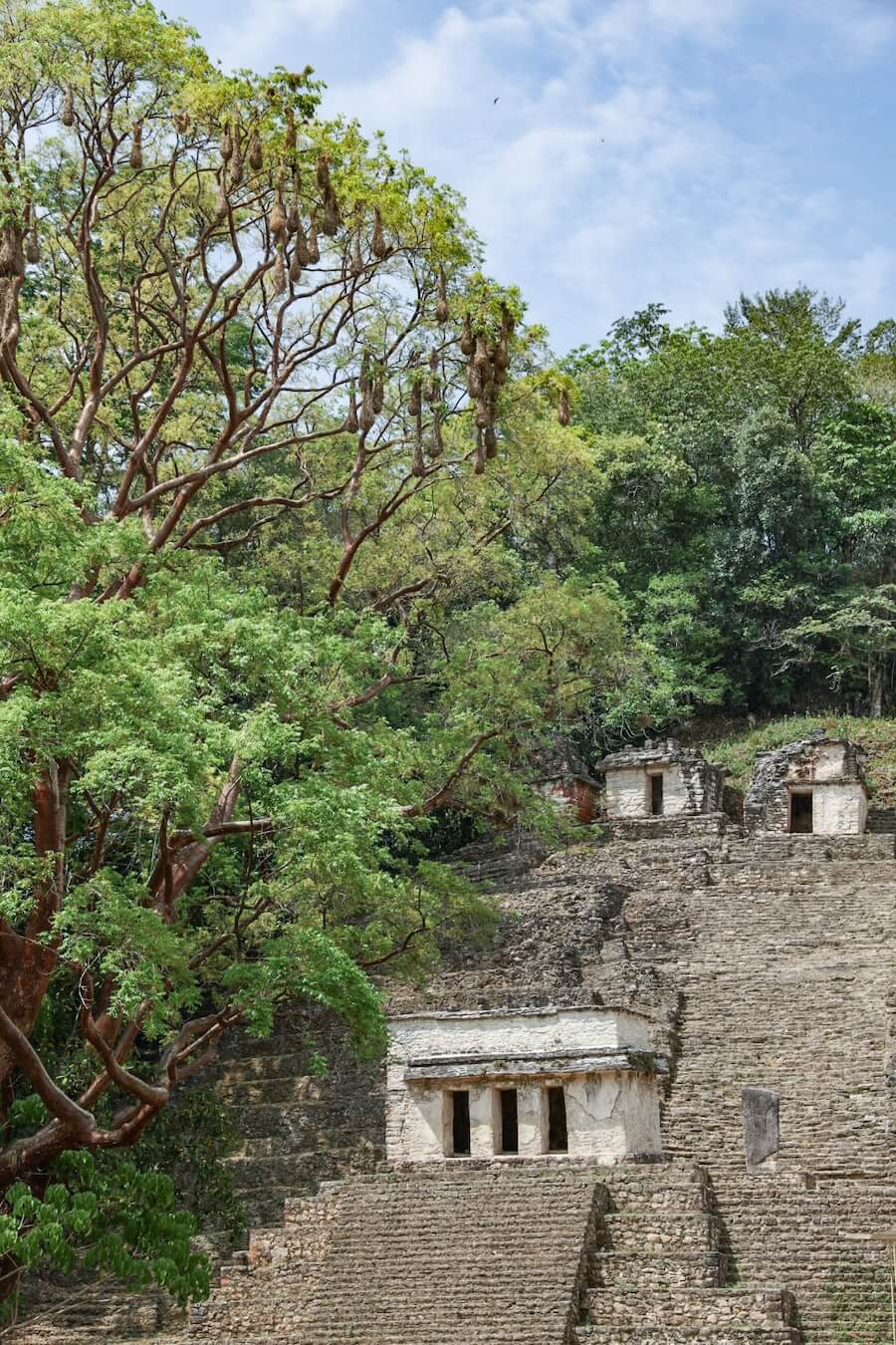 The Acropolis stairs at the Bonampak ruins in the Lacandon Jungle
