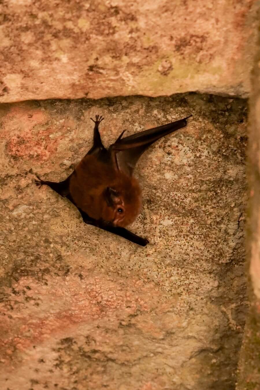 A bat hides in the Labyrinth of Maya ruins