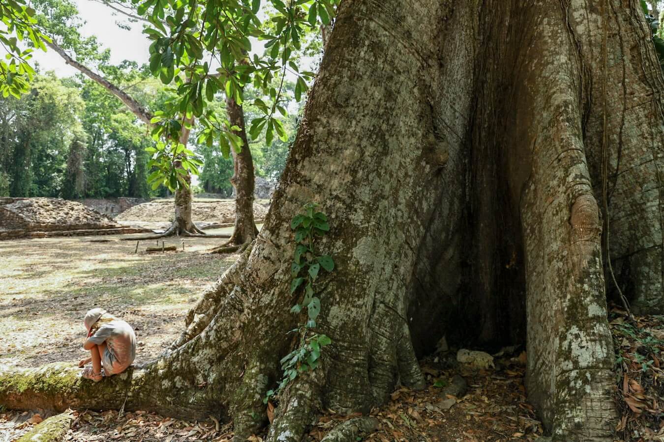 A child sits on the roots of a giant ceiba tree 