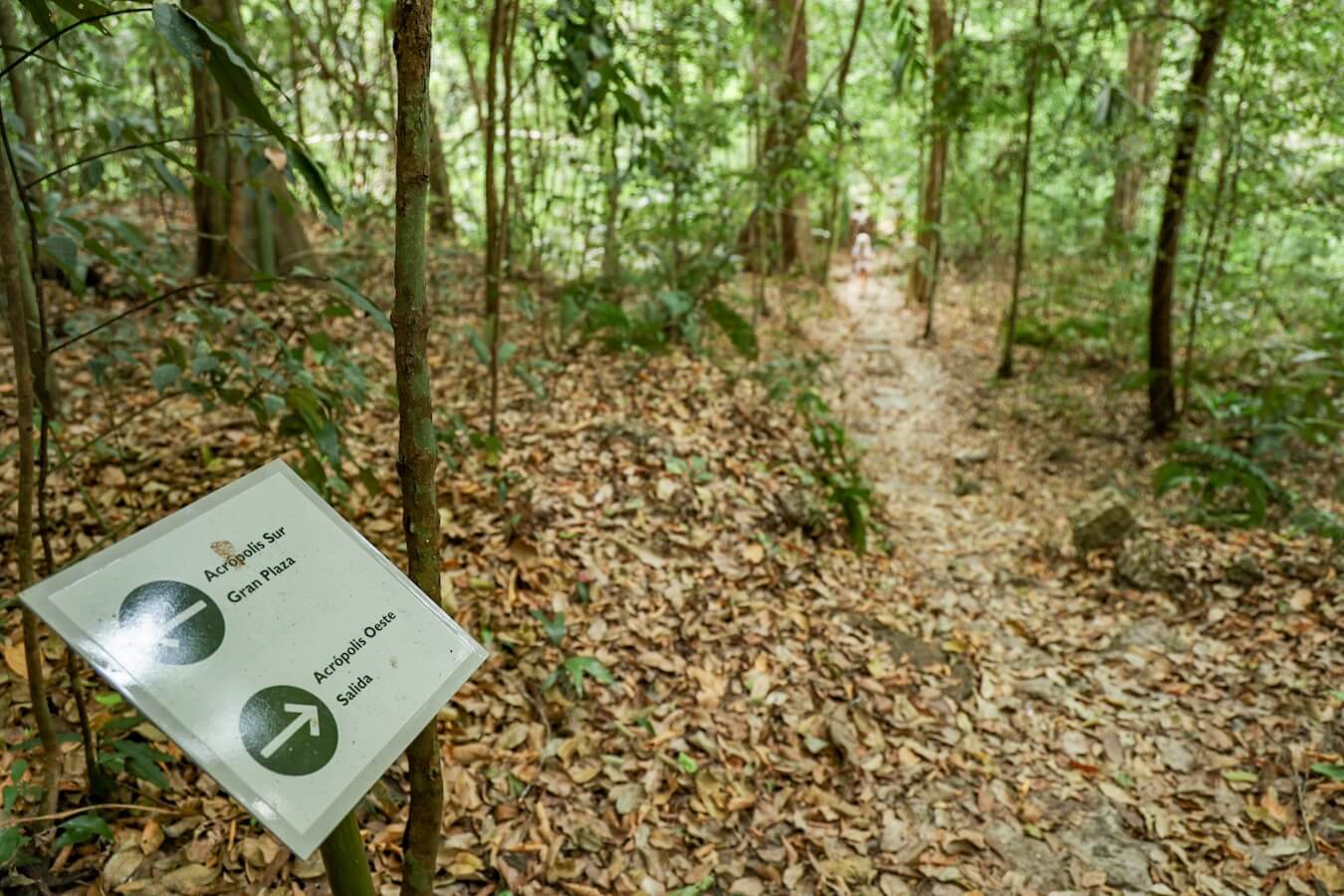 A jungle path that leads to the West Acropolis.