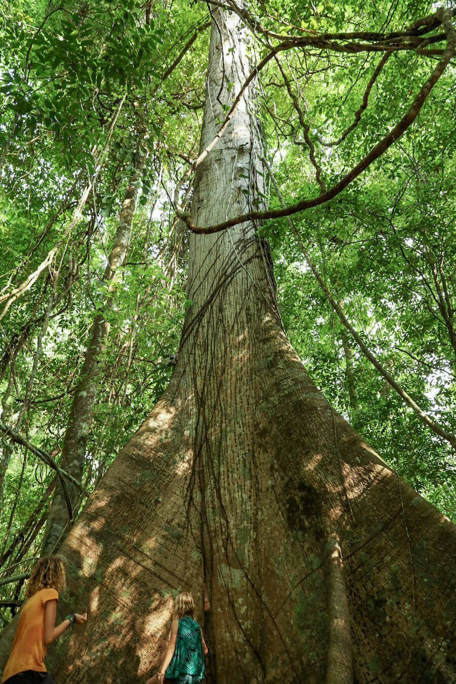 Ceiba tree - Lacandon