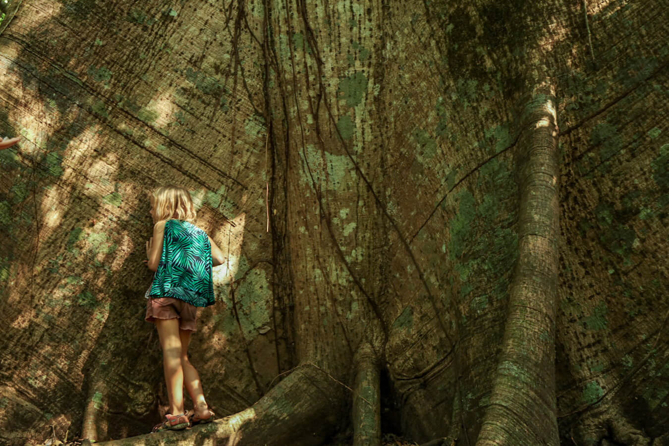 A young girl resting on the trunk of a huge Ceiba tree in the Lacandon Jungle.