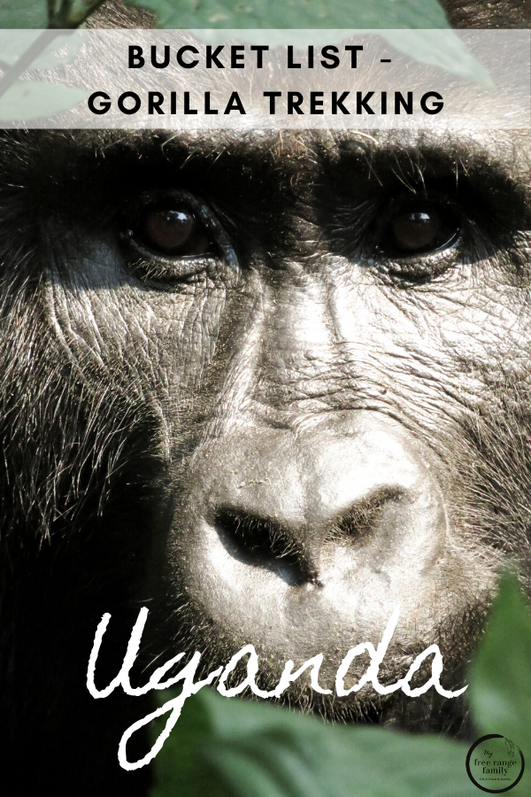 Want to pin for later? 3 Days Gorilla Trekking Safari in Uganda
