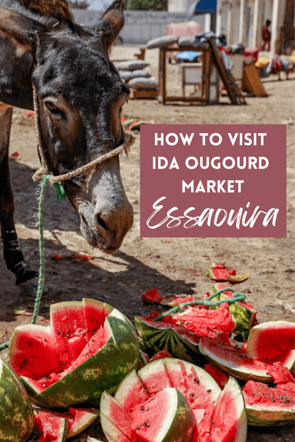 A donkey eats watermelons off the ground at a market in Morocco