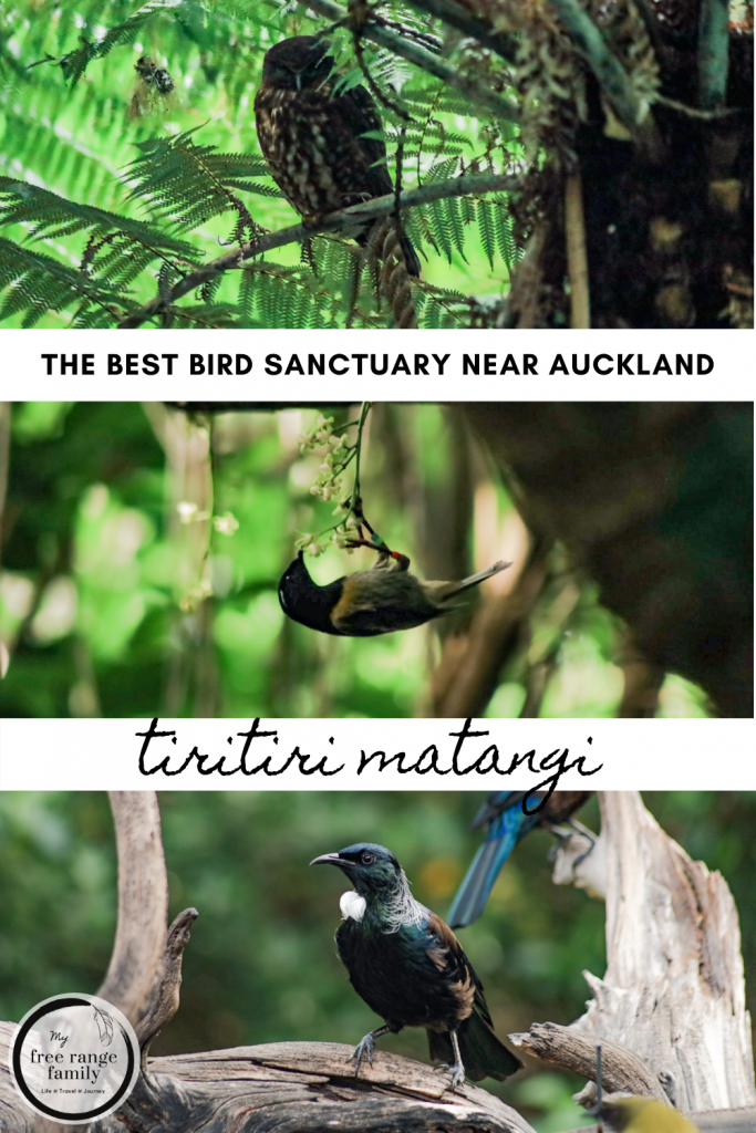 The best bird sanctuary near Auckland - Tiritiri Matangi - New Zealand
