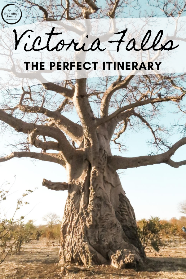 Baobab tree, Zambezi National Park
